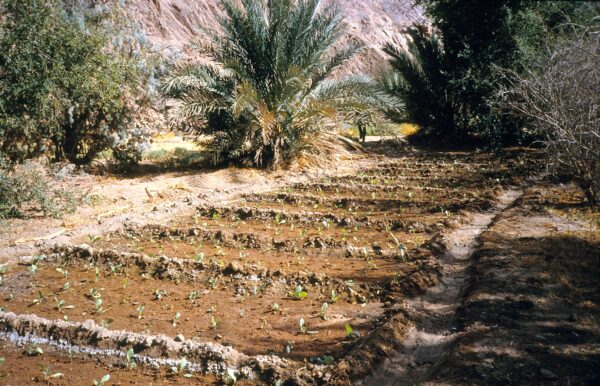 Landwirtschaft Oase Sinai