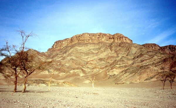 Dornenbäume Sinai