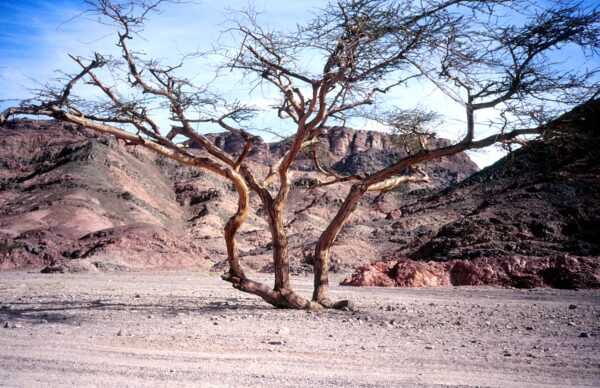 Dornenbaum als Shin