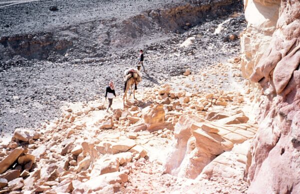 Mit Kamelen durch den Sinai