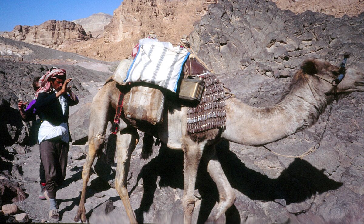 Unterwegs mit Kamelen im Sinai