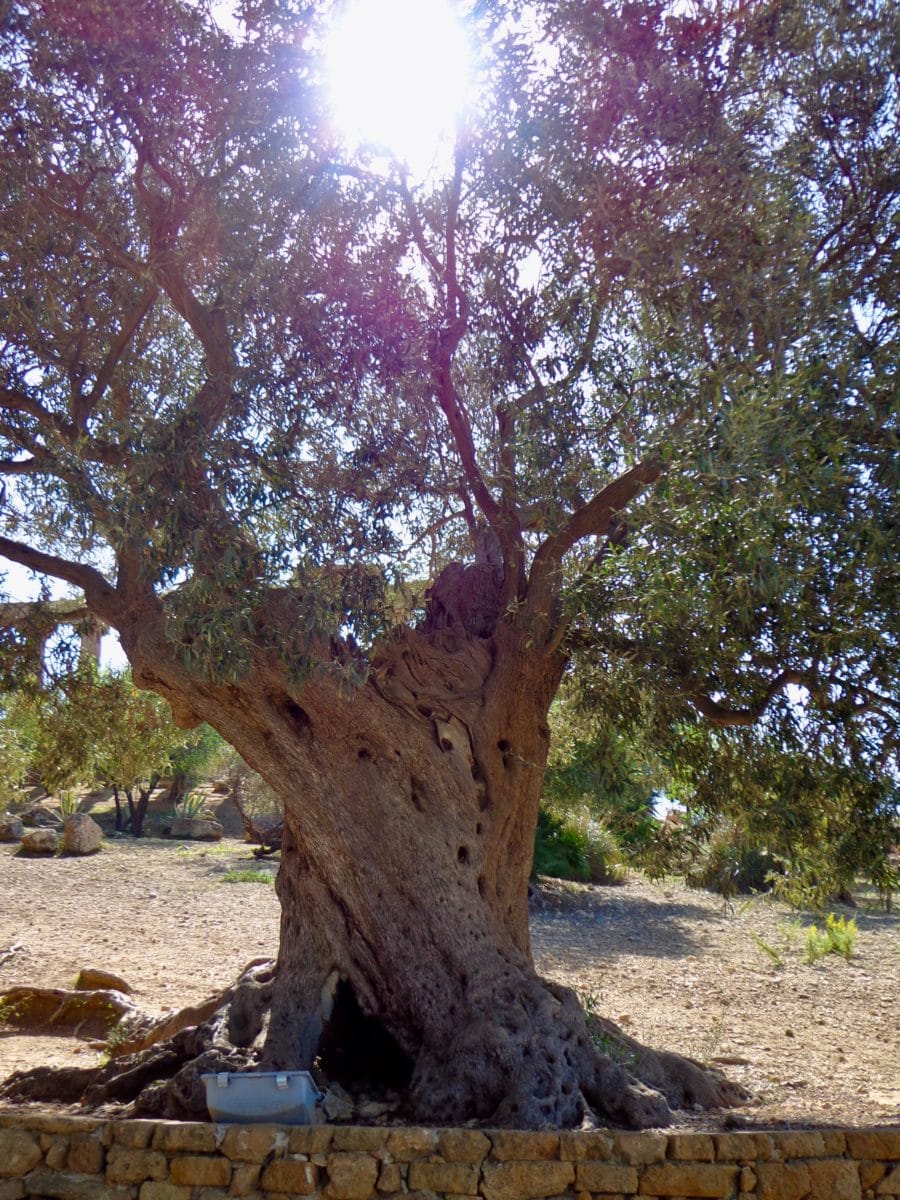 400 Jahre alter Olivenbaum, Tal der Tempel