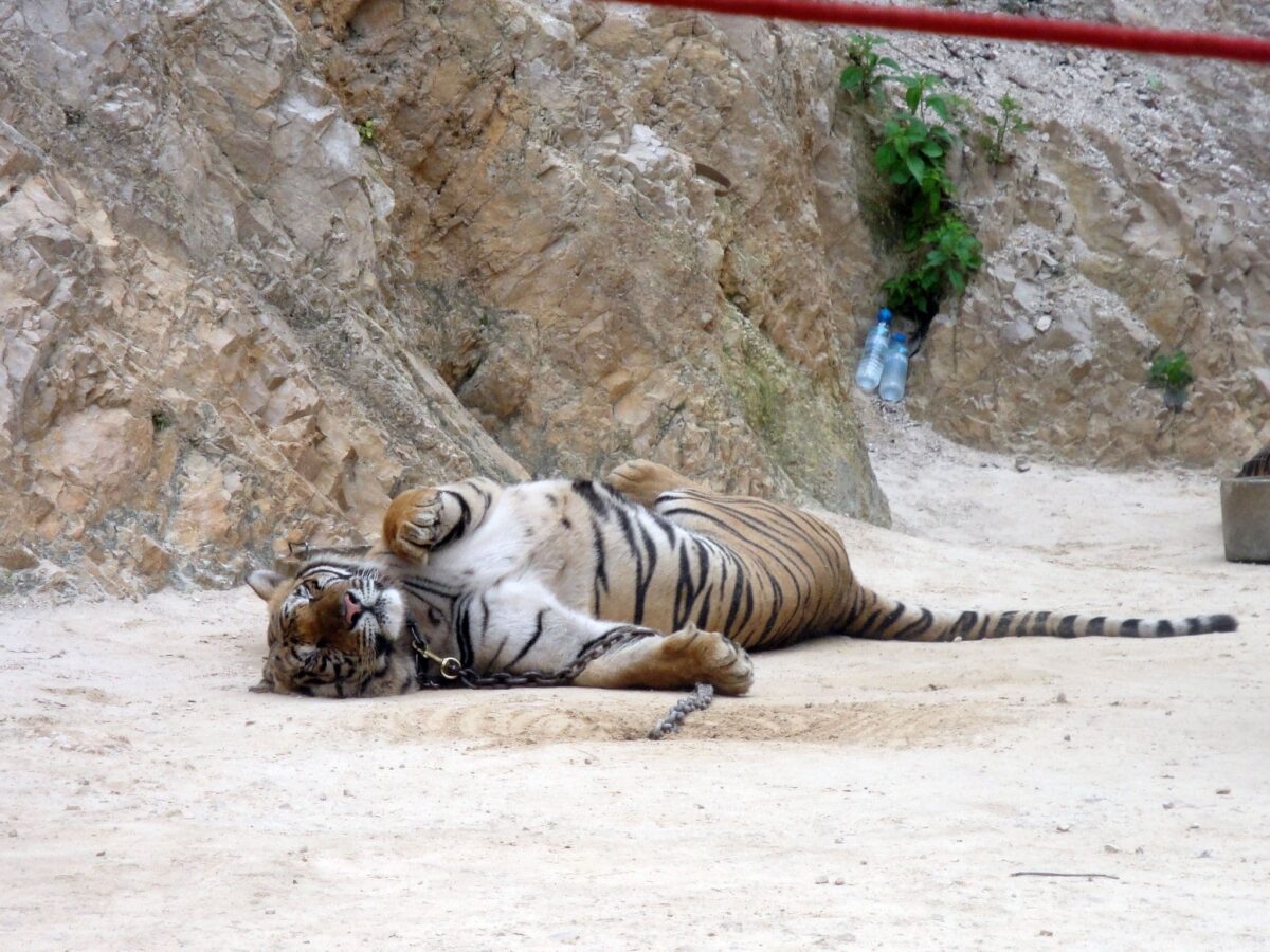 Tiger in Thailand