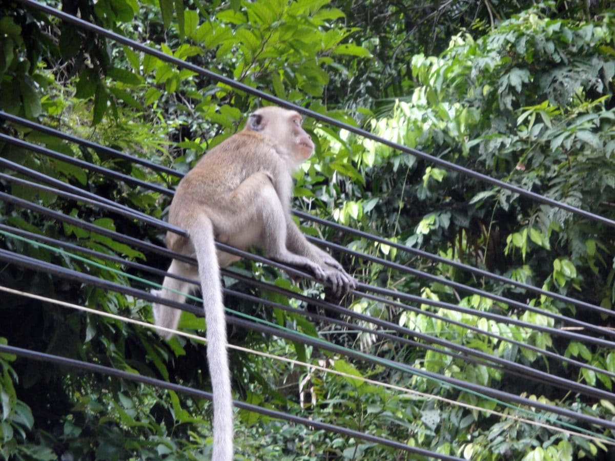 Affe auf Stromleitung