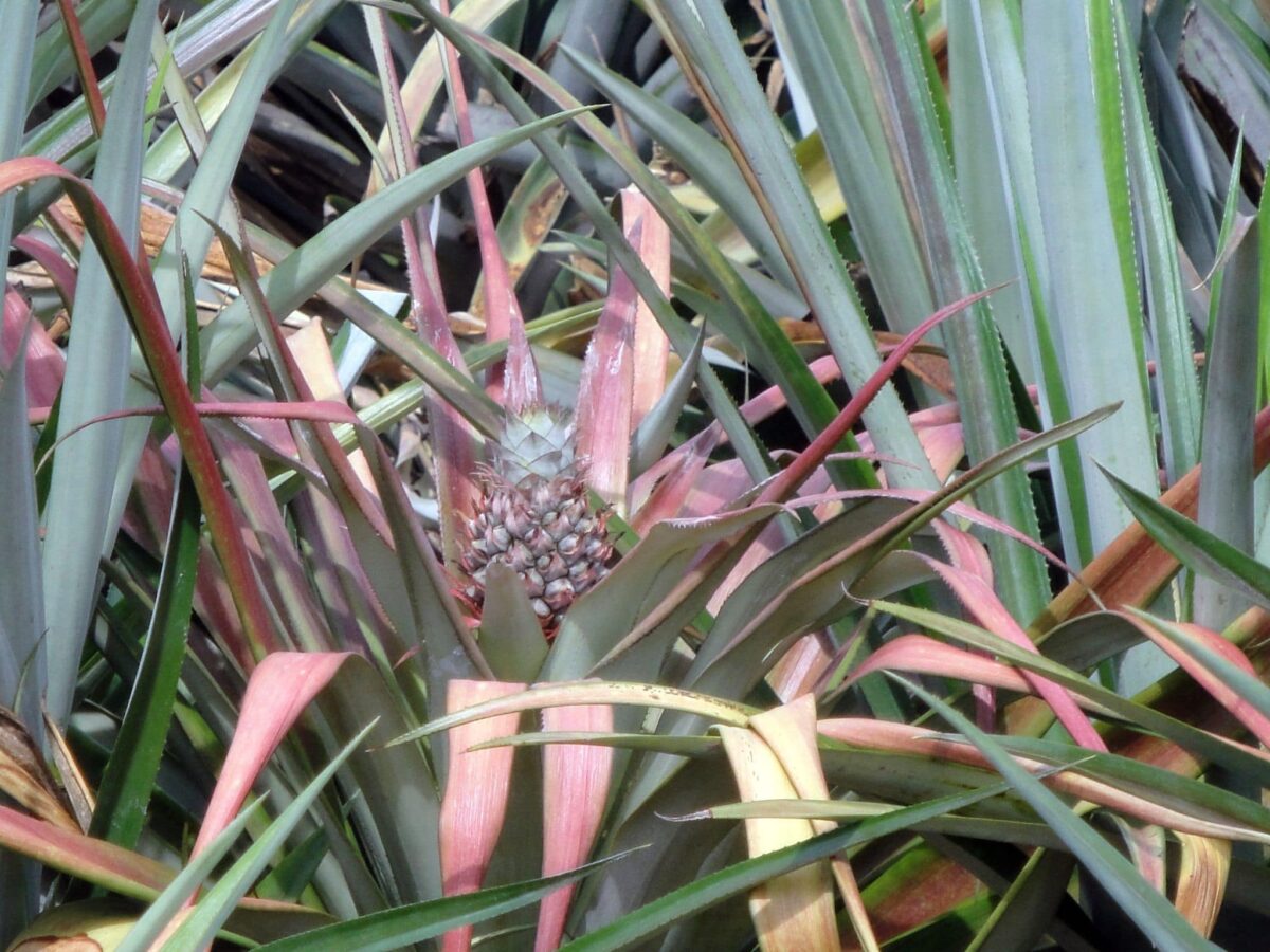 Ananasplantage
