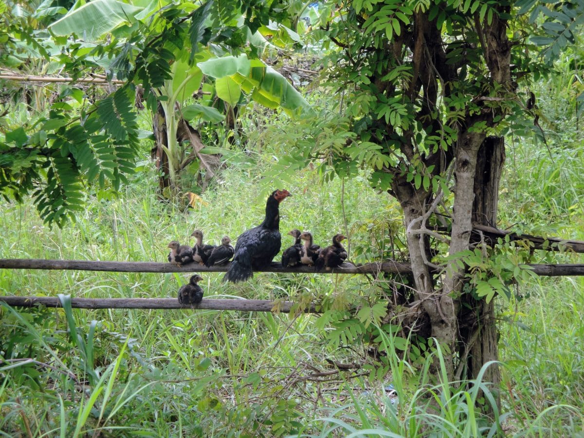 Hühner mit Jungen auf Zaun sitzend