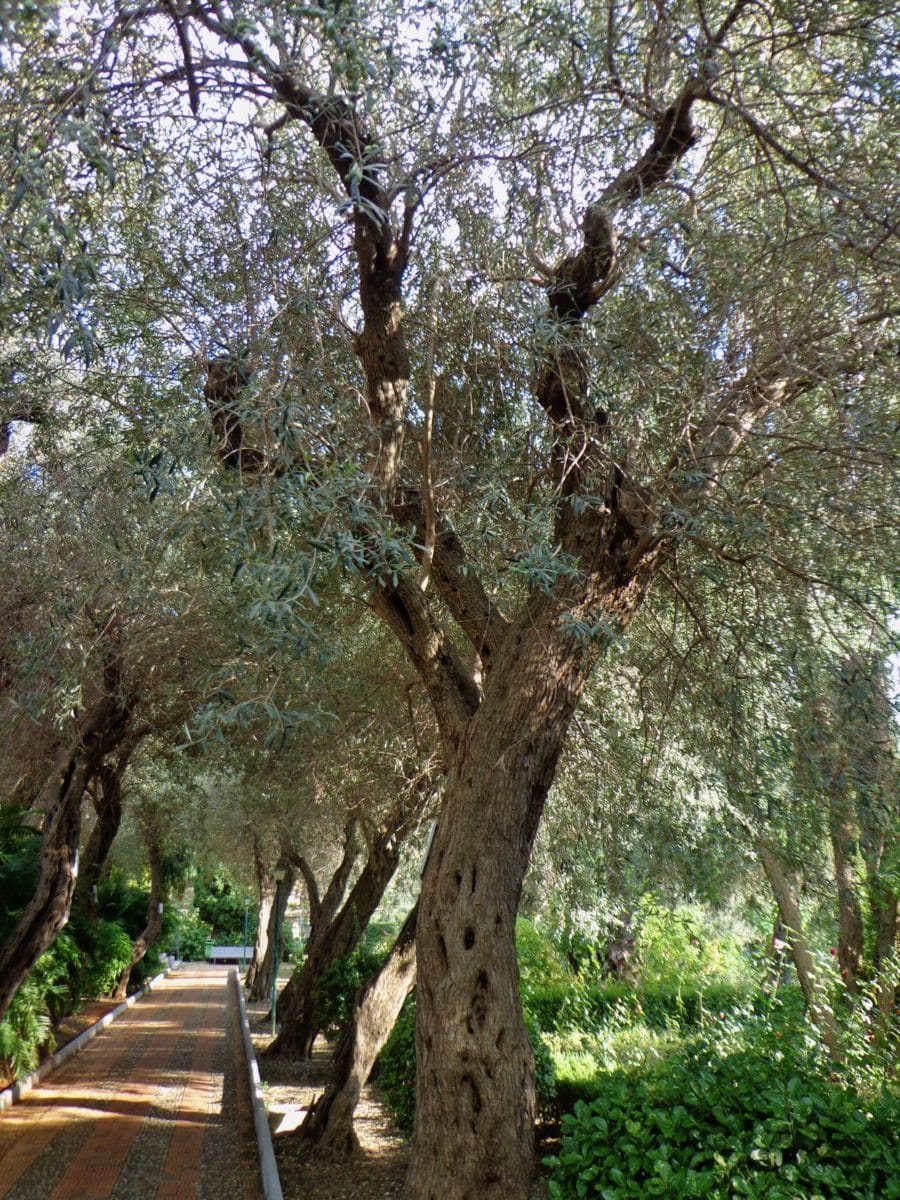 Stadtpark Taorminas_Olivenbaum-Allee